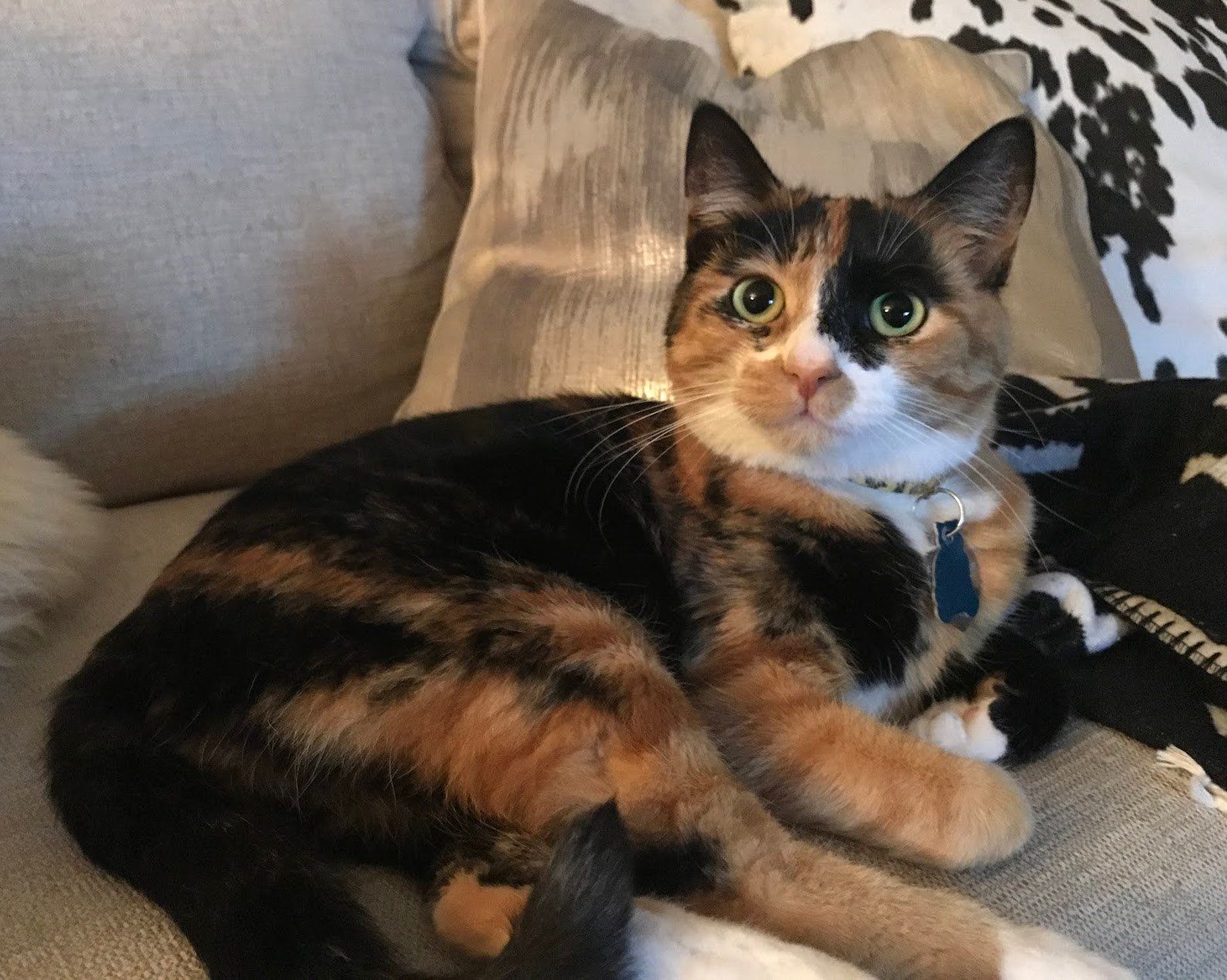 SKY Sponsors HWAC's Spring Fling for 5th Year