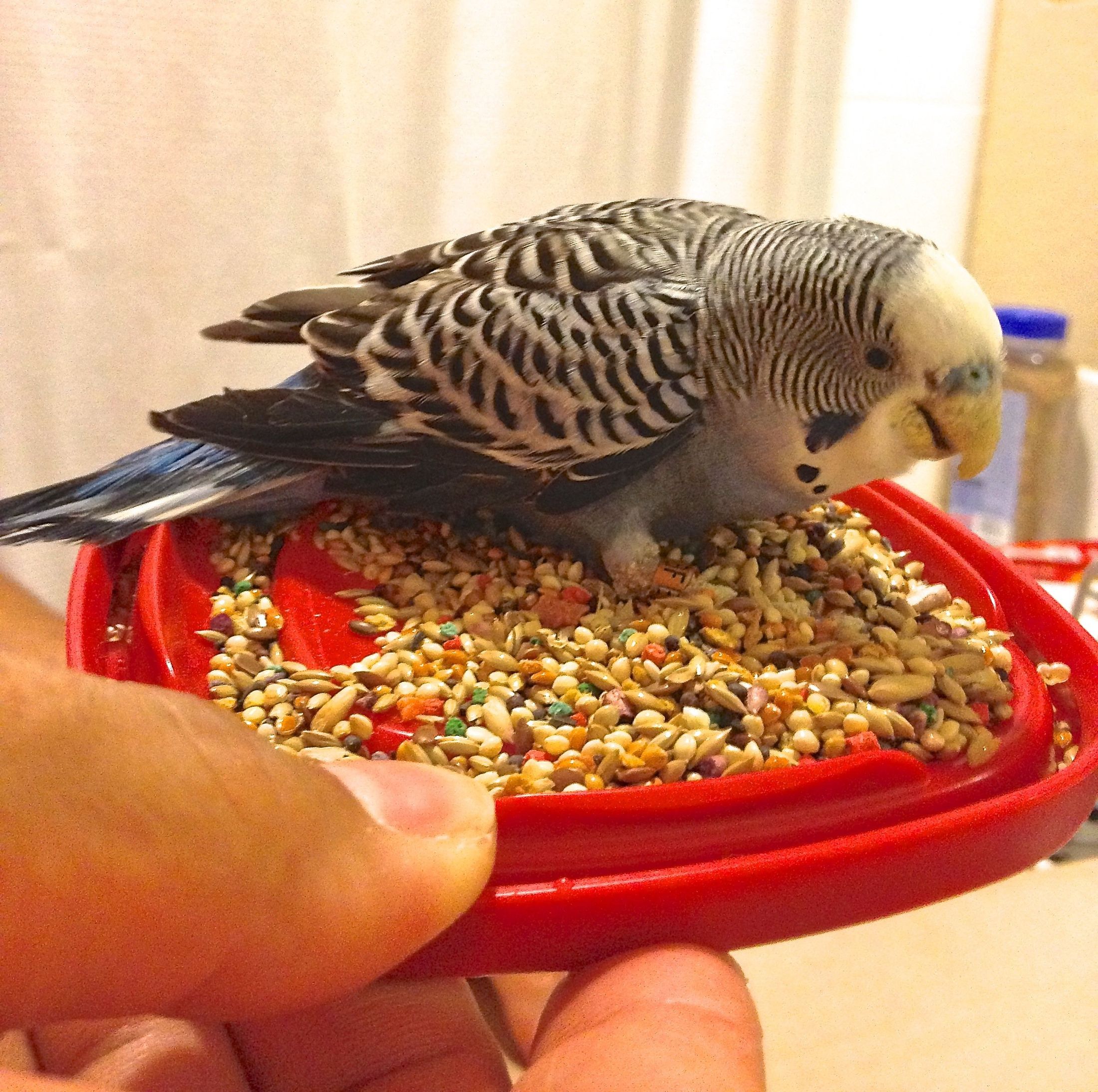 Polly Want a Cracker?