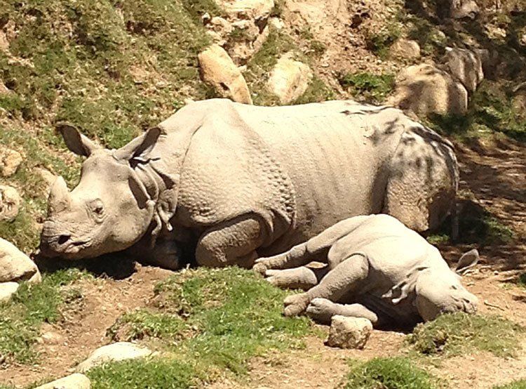 The SKY Team Runs for Rhinos!